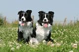 BORDER COLLIE 524